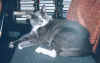 chat30.jpg (75412 octets)